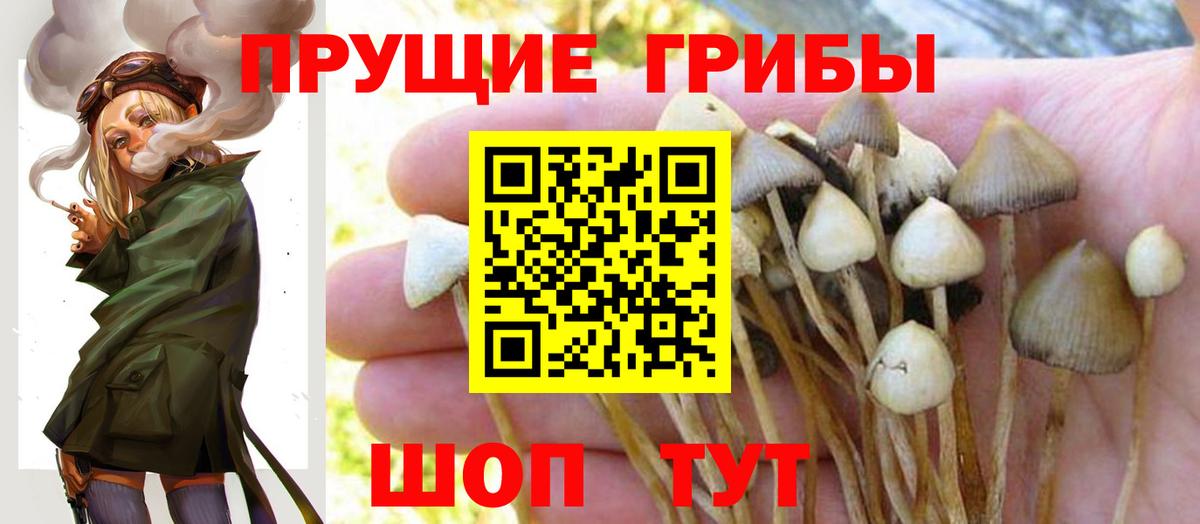 Минусинск  Псилоцибиновые грибы прущие грибы  Псилоцибиновые грибы GOLDEN TEACHER  Вход с VPN 